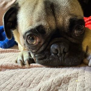 Meet your Posher, Maggie